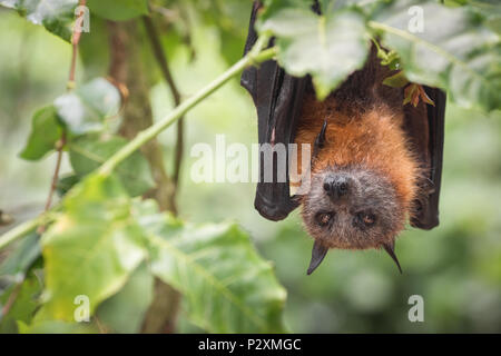 Un salvato a testa grigia Flying Fox si blocca in un wildlife rescue center in Kuranda, Queensland. Questa specie è normalmente trovata più a sud. Foto Stock