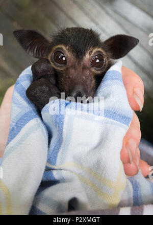 Un orfano Spectacled Flying Fox bat denominato ratiera essendo curato a un wildlife rescue center in Kuranda, Queensland, Australia. Foto Stock