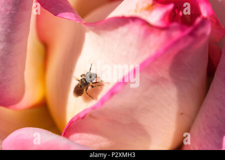 Western miele delle api (Apis mellifera) e le rose, San Jose Municipal Rose Garden, California, Stati Uniti. Foto Stock