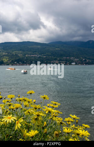 Fiori gialli sull Isola Bella italiana sul Lago di Maggiore con il bellissimo panorama verso la città di Stresa in Italia settentrionale di primavera Foto Stock