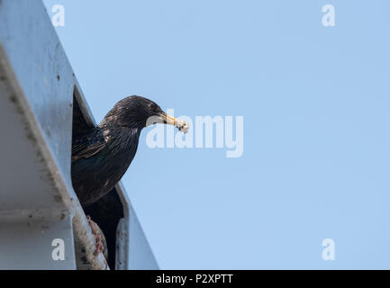 Starling comune (Sturnus vulgaris) con sac fecale di lasciare il nido Foto Stock