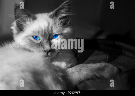 Blue eyed gattino Foto Stock