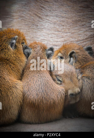 Un giovane capybara prigioniero che si coccola contro la madre dimostra come "CE n'è uno in ogni famiglia"! Foto Stock