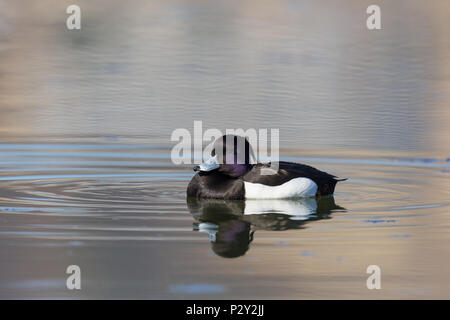 Naturale maschio moretta (Aythya fuligula) dormire su acqua a occhi chiusi Foto Stock