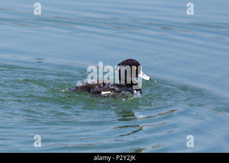 Naturale di moretta (Aythya fuligula) toelettatura in acqua blu Foto Stock