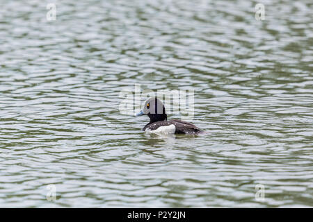 Naturale maschio moretta (Aythya fuligula) nuoto, modello di onda Foto Stock