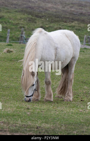 Gran Bretagna, Shetland, Fair Isle. Pony Shetland, solo uno dei due che vivono su tutta l'isola. Foto Stock