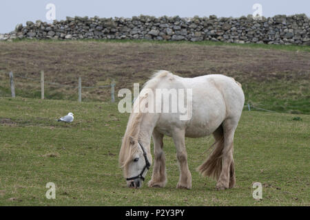 Gran Bretagna, Shetland, Fair Isle. Pony Shetland, solo uno dei due che vivono su tutta l'isola. Foto Stock