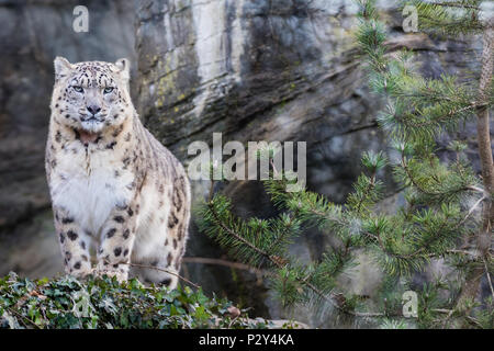 Adulto snow leopard in piedi sulla sporgenza rocciosa Foto Stock