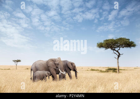 Elephant group in rosso-oat erba del Masai Mara. Due femmine adulte sono l' alimentazione dei vitelli in aperta distesa di prati con alberi d'acacia. Foto Stock