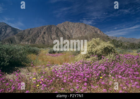 Anza-Borrego Desert State Park, CA 980322 113 Foto Stock