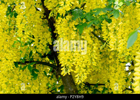 Il Maggiociondolo MAGGIOCIONDOLO (anagyroides) in pieno fiore. Foto Stock