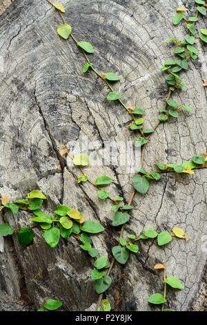 Molto vecchio e crack legno dopo segare Foto Stock