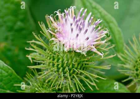 Minore (Bardana arctium minus), in prossimità di una singola testa di fioritura che mostra il dettaglio. Foto Stock