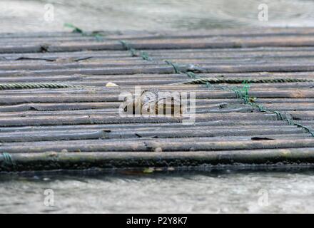 Bella rana solitaria in appoggio sulla zattera di bambù Foto Stock