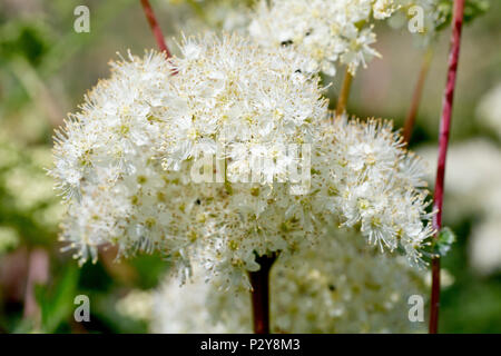 Olmaria (Filipendula ulmaria), in prossimità di una singola testa di fioritura che mostra il dettaglio di ogni singolo fiore. Foto Stock