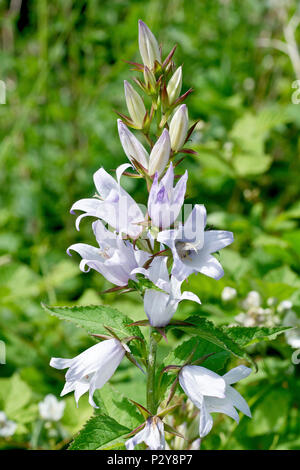 Ortica-lasciarono la Campanula (Campanula trachelium), close up della fioritura spike che mostra il dettaglio di fiori. Foto Stock