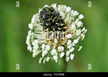 Ribwort piantaggine, o Ribgrass, (planzago lanceolata), in prossimità della testa di fioritura. Foto Stock