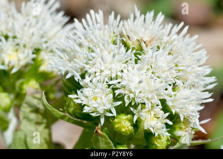 Petasite bianca (Petasites alba), close up compatta testa fiore del fiore maschile.