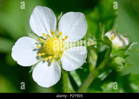 Wild fragola (Fragaria vesca), in prossimità di un unico fiore che mostra il dettaglio. Foto Stock