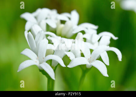 Linguetta a disco o dolce Woodruff (galium odoratum), in prossimità di un gruppo dei delicati fiori bianchi. Foto Stock