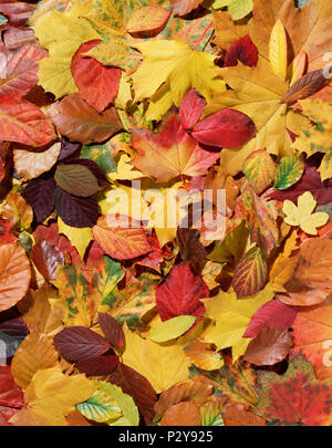 Close up di autunno / cadono le foglie. Forest Floor. Foto Stock