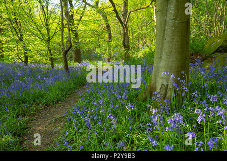 Percorso di foresta & bello colorato tappeto blu della fioritura bluebells sotto gli alberi in primavera - Middleton Woods, Ilkley, West Yorkshire, Inghilterra, Regno Unito. Foto Stock