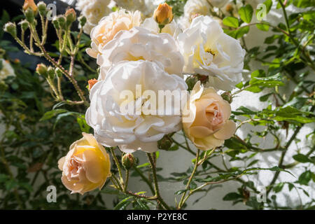 Rose 'Ghislaine de Feligonde', un muschio Rambling Rosa. Fragranti semi doppia bianca /albicocca blumi. In bud e fiore. Rosa. Foto Stock