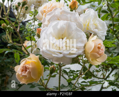 Rose 'Ghislaine de Feligonde', un muschio Rambling Rosa. Fragranti semi doppia bianca /albicocca blumi. In bud e fiore. Rosa. Foto Stock