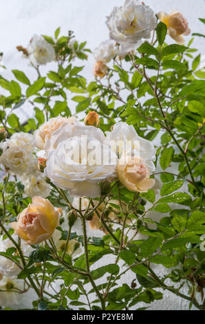 Rose 'Ghislaine de Feligonde', un muschio Rambling Rosa. Fragranti semi doppia bianca /albicocca blumi. In bud e fiore. Rosa. Foto Stock