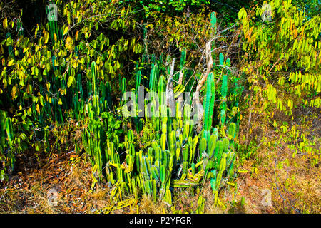 Gruppo di cactus o cacty nella natura selvaggia della Cambogia Foto Stock