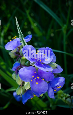 Primo piano della pianta spiderwort o tradescantia ohiensis in piena fioritura rivelando stame petali e sepali Foto Stock