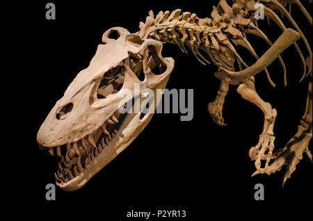Scheletro di dinosauro su nero sfondo isolato Foto Stock