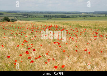 Campo di rosso papavero (Papaver rhoeas), campagna di Dorset durante l'estate, REGNO UNITO Foto Stock