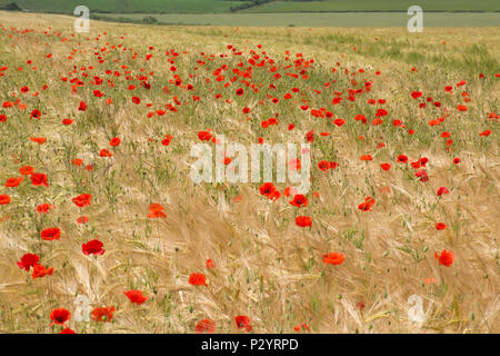 Campo di rosso papavero (Papaver rhoeas), campagna di Dorset durante l'estate, REGNO UNITO Foto Stock