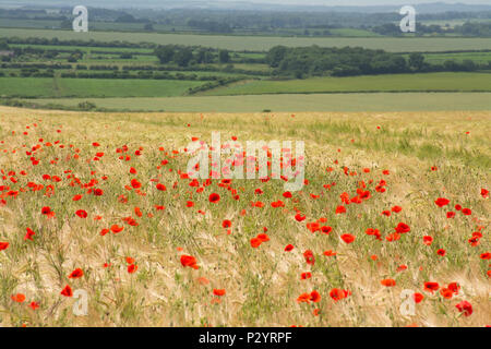 Campo di rosso papavero (Papaver rhoeas) in Dorset, Regno Unito. Paesaggio di campagna. Foto Stock