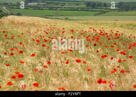 Campo di rosso papavero (Papaver rhoeas), campagna di Dorset durante l'estate, REGNO UNITO Foto Stock