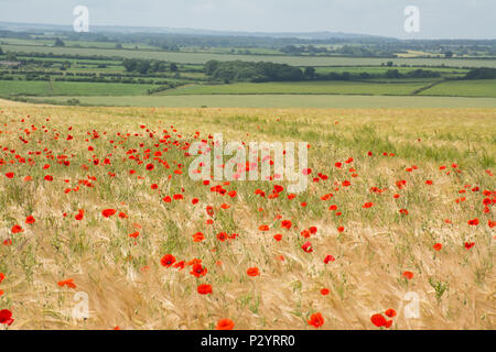 Campo di rosso papavero (Papaver rhoeas) in Dorset, Regno Unito. Paesaggio di campagna. Foto Stock