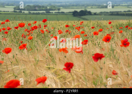 Campo di rosso papavero (Papaver rhoeas), campagna di Dorset durante l'estate, REGNO UNITO Foto Stock