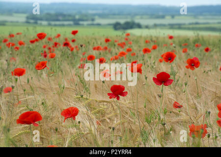 Campo di rosso papavero (Papaver rhoeas), campagna di Dorset durante l'estate, REGNO UNITO Foto Stock