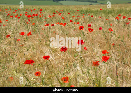 Campo di rosso papavero (Papaver rhoeas) in Dorset, Regno Unito. Paesaggio di campagna. Foto Stock