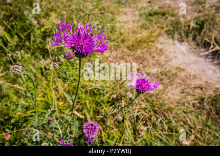 Fiordaliso maggiore (Centaurea scabbia) in un campo di pascolo in una giornata di sole a sette sorelle Country Park vicino a Eastbourne, East Sussex, Regno Unito Foto Stock