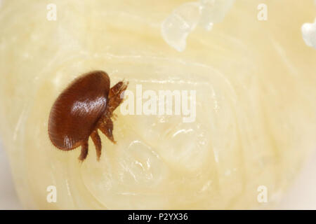 Berlino, Germania, Varroamilbe su un APE-larva Foto Stock