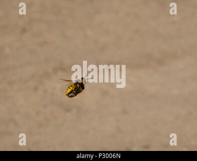 Un Beewolf (Bee lupo) predatori di vespa fa di con il suo miele delle api in preda a Reigate Heath, Surrey Foto Stock