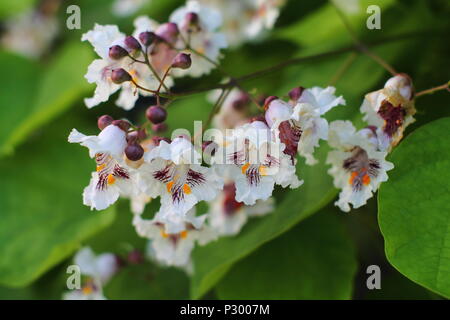 Albero del cortile la principessa cinese (Paulownia tomentosa) fiori. Foto Stock