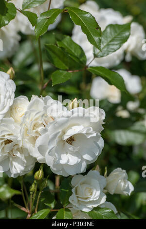 Bellissime rose bianche crescente selvatici in un grande rose bush in un cottage inglese giardino sull'isola di Wight. Foto Stock