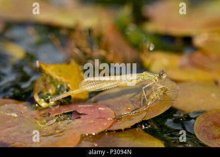 Un recentemente emerso damselfly che ha versato la sua pelle larvale o esuvia, ed è in appoggio su una piccola lilypad in un laghetto in giardino. Lancashire North West England Foto Stock