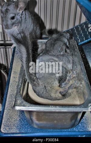 Un chinchilla rotolamento in un bagno di polvere, mentre il suo compagno di orologi in attesa del suo turno. Foto Stock