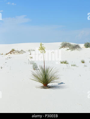 Fioritura yucca impianto su bianco brillante deserto di sabbia nel sud del New Mexico Foto Stock