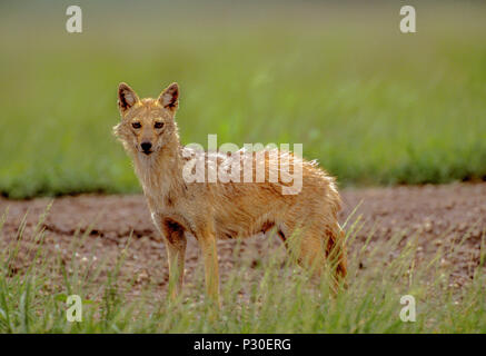 Femmina, adulto Indian Jackal, (Canis aureus indicus) noto anche come Golden Jackal, (Canis aureus), Blackbuck National Park, Velavadar, Gujarat, India Foto Stock